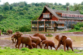 Гостиница The Ark Lodge  Nyeri